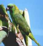 Yellow-naped Amazon Parrot - Nominated as National Bird - Photo copyright Jean Coronel