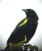 Yellow-shouldered Blackbird - Photo copyright Rafael Rodriquez-Mojica