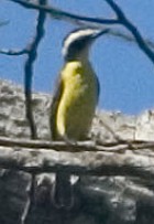 Yellow-throated Flycatcher - Photo copyright Arthur Grosset
