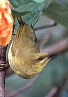 Yellow Honeyeater - Photo copyright Aleix Comas