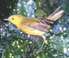 Yellow Warbler - Photo copyright Jean Coronel