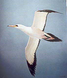 Abbott's Booby