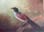 Banded Ground-Cuckoo