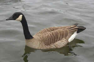 Canada Goose - Photo copyright Tina MacDonald