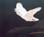 Black-faced Spoonbill