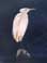 Chinese Egret