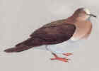 Grenada Dove - National Bird of Grenada