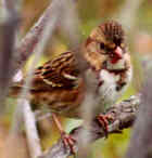 Harris' Sparrow - Photo by Marcus Martin