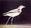Jerdon's Courser
