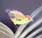 Kinglet Calyptura