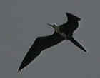 Magnificent Frigatebird - Courtesy of the SW Louisiana Birding Page