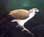 Philippine Eagle