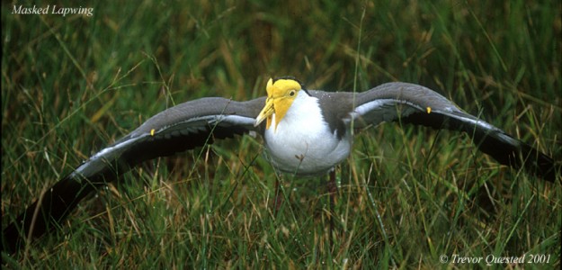 Masked Lapwing - Photo copyright Trevor Quested