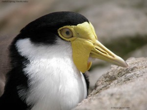Masked Lapwing - Photo copyright Trevor Quested