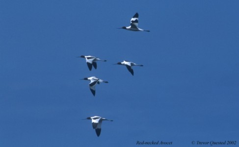 Red-necked Avocets - Photo copyright Trevor Quested