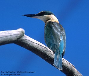 Sacred Kingfisher - Photo copyright Trevor Quested
