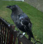 Common Raven - Photo copyright Tina MacDonald