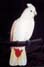 Red-vented Cockatoo