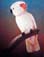 Salmon-crested Cockatoo