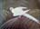 Spix's Macaw