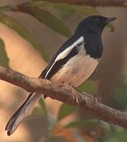 Madagascar Magpie-Robin - Photo copyright Wim van der Schot
