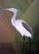 White-bellied Heron