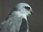 White-tailed Kite - Courtesy of SW Louisiana Birding Page