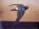 White-eyed River-Martin