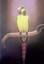Yellow-eared Parrot