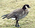 Aleutian Canada Goose - Photo copyright Paul and Helen Harris