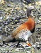 Ashy-headed Goose - Photo copyright Cliff Buckton