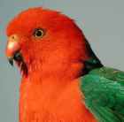 Australian King-Parrot - Photo copyright Lawrence Poh