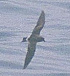 Band-rumped Storm-petrel - THREATENED - Photo copyright Brian Patteson