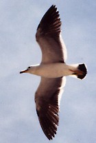 Band-tailed (Belcher's) Gull - Photo copyright Jeremy Barker