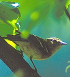Bay-breasted Warbler - Photo copyright Steve Nanz