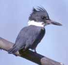 Belted Kingfisher - Photo copyright Monte Taylor