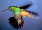 Beryline Hummingbird - Photo by Dan True