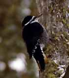 Black-backed Woodpecker - Photo copyright Peter Weber