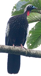 Black-fronted Piping Guan - Photo copyright Arthur Grosset