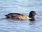 Black-headed Duck - Photo copyright Harald Kocksch