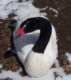 Black-necked Swan - Photo copyright Dan Cowell