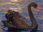 Black Swan - State Bird of Western Australia - Photo copyright Dan Cowell