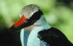 Blue-breasted Kingfisher - Photo copyright Minnattallah Boutros
