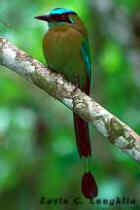 Blue-crowned Motmot - Photo by Kevin Loughlin