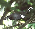 Blue-throated Piping-Guan - Photo copyright Anke Poggel