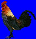 Blue Hen (chicken) - Delaware State Bird