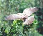Broad-winged Hawk - Photo copyright Jean Coronel