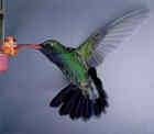 Broad-billed Hummingbird - Photo by Dan True