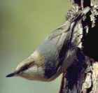 Brown-headed Nuthatch - Photo copyright David Blevins