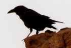 Brown-necked Raven - Photo copyright Eric Kleyheeg